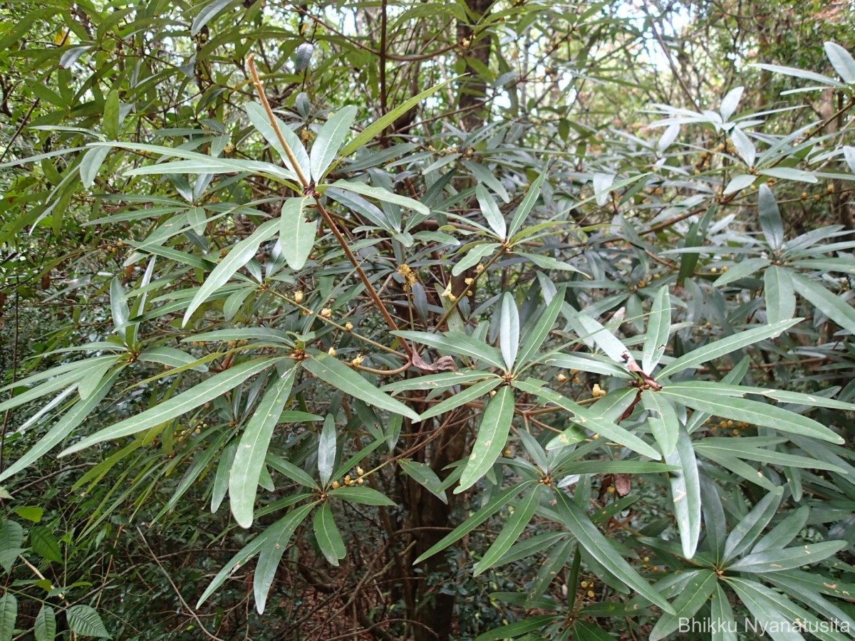 Actinodaphne stenophylla Thwaites